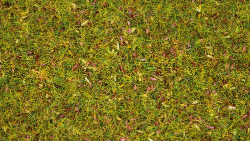 NOCH 08330 Streugras "Blumenwiese"