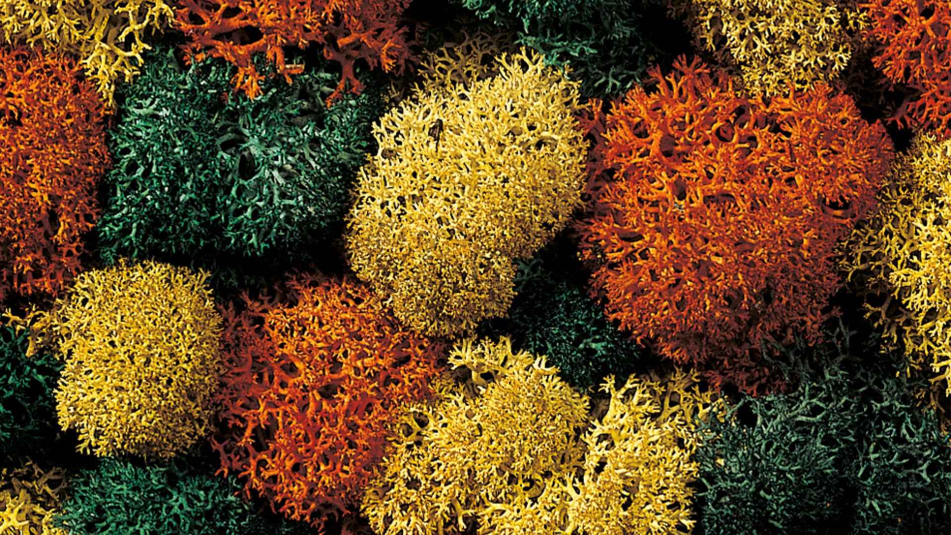 NOCH 08620 Dekormoos, herbstlich