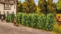 NOCH 21547 Thuja-Hecke